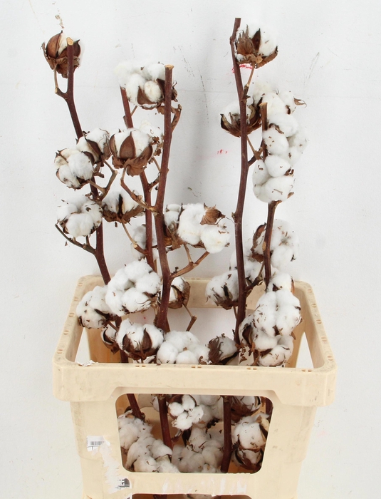 <h4>GOS HIRSUTUM WIT</h4>