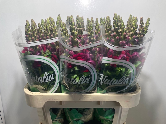 <h4>ANTIR ANTIBES RED</h4>