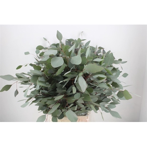 Euca Populus 300gr P Bunch