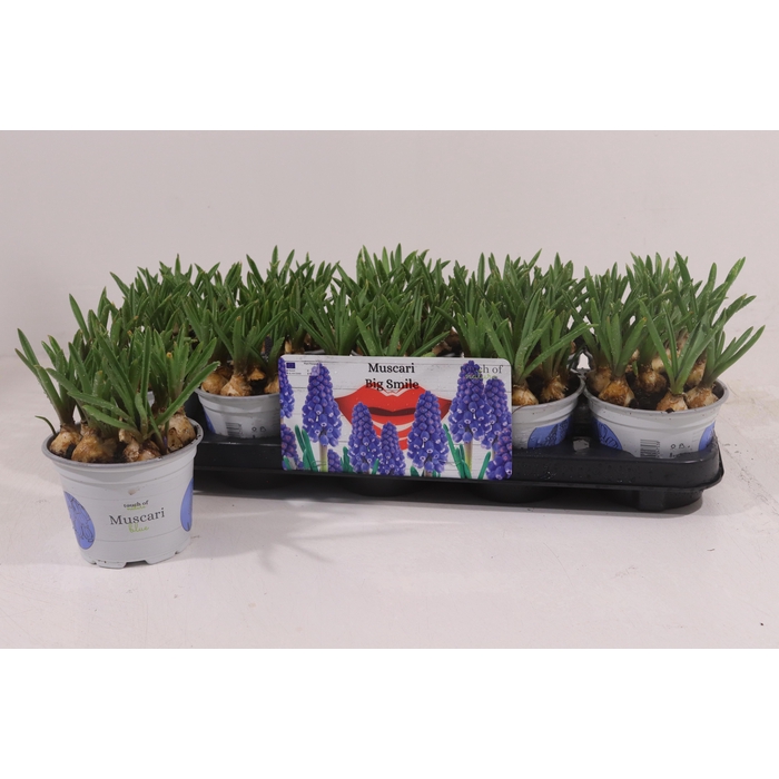 <h4>MUSCAR BIG SMILE</h4>