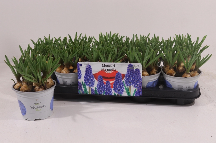 <h4>MUSCAR BIG SMILE</h4>