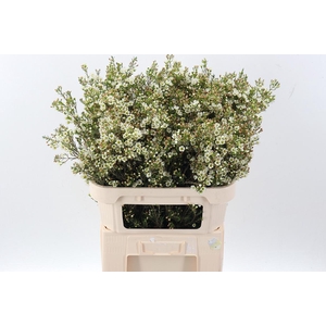 Cham Un Crystal Pearl