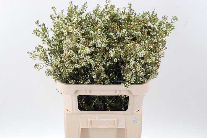 <h4>Cham Un Crystal Pearl</h4>