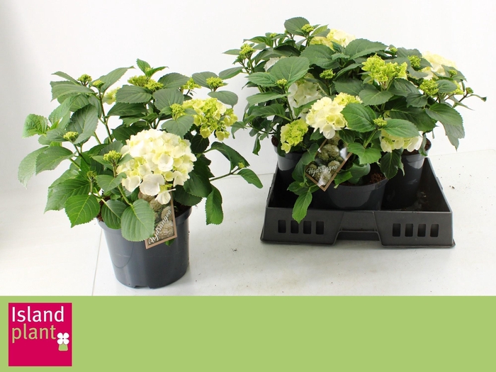 <h4>HYDR M SCHNEEBALL</h4>