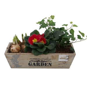 Primula kistje hedra tet 342