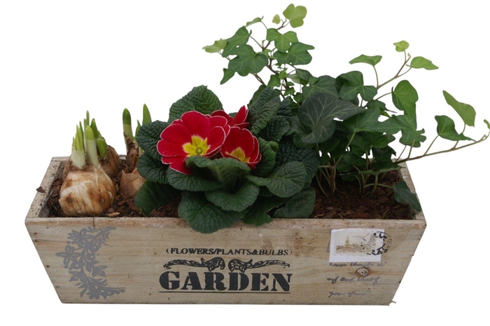 <h4>Primula kistje hedra tet 342</h4>