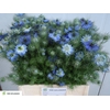 Nigella damascena Artistic Blue