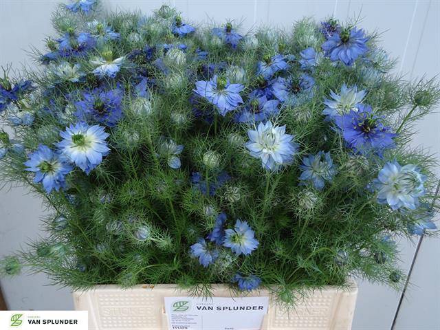 Nigella damascena Artistic Blue