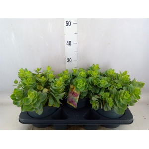 Sedum telep. 'Seduct Rose Charm'