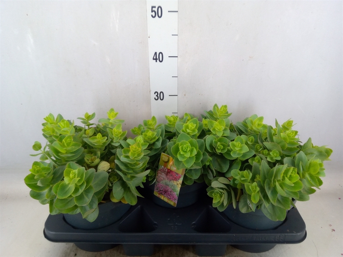 <h4>Sedum telep. 'Seduct Rose Charm'</h4>