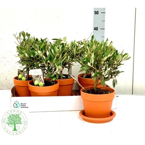 OLEA EUROPAEA