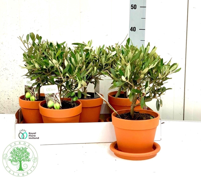 <h4>OLEA EUROPAEA</h4>