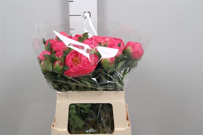 <h4>Paeo Coral Sunset</h4>