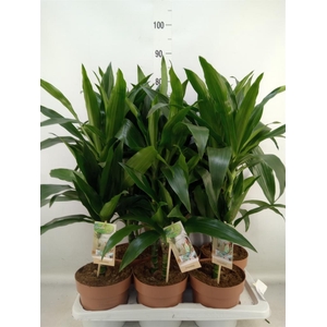 Dracaena frag. 'Janet Craig'