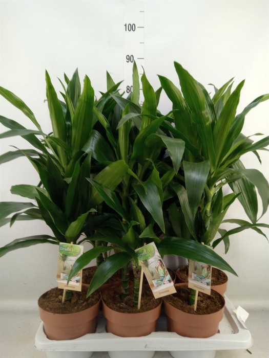 <h4>Dracaena frag. 'Janet Craig'</h4>