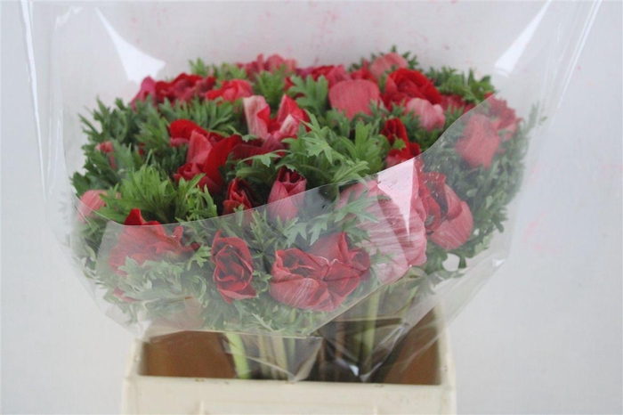 <h4>Anem Mistral Super Red</h4>