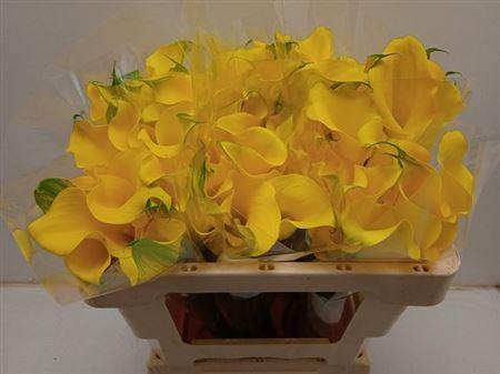 <h4>Zant Capt Solo</h4>