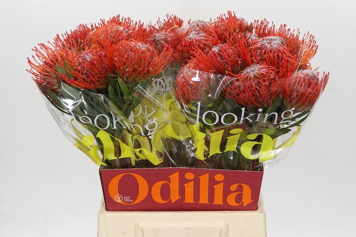 <h4>Nutans Tango</h4>