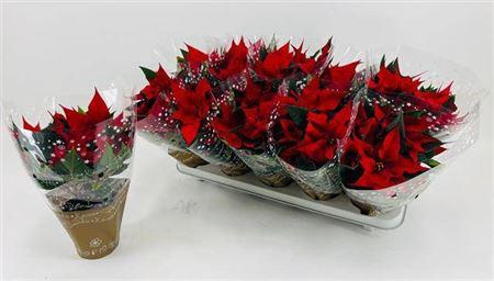 arr8 Euphor P Chr Univers