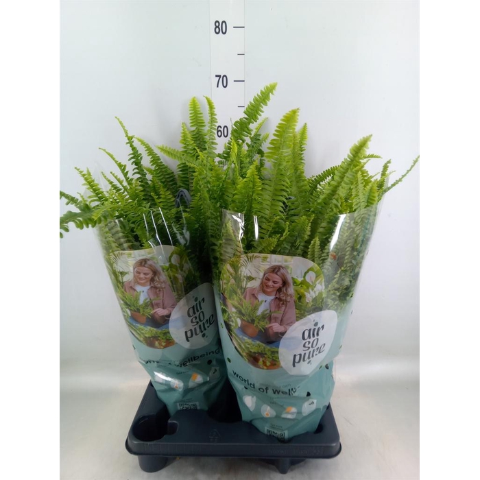 <h4>Nephrolepis exal. 'Green Lady'</h4>