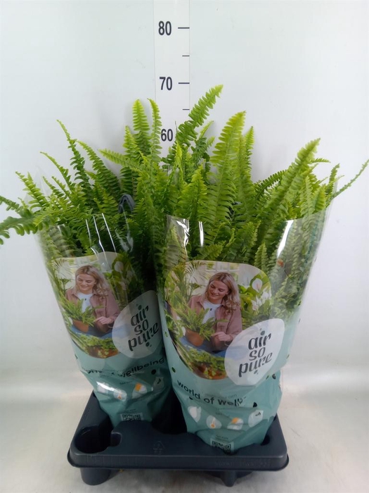 Nephrolepis exal. 'Green Lady'