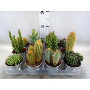 Cactus   ...mix