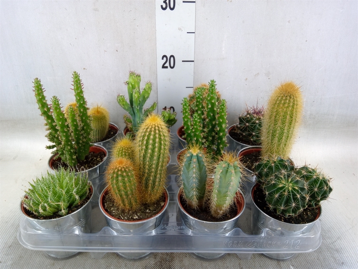 <h4>Cactus   ...mix</h4>