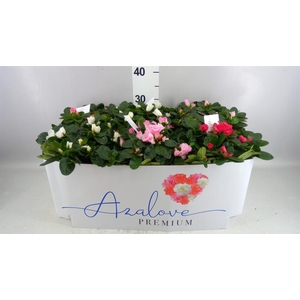 RHODODENDRON  MIX 5