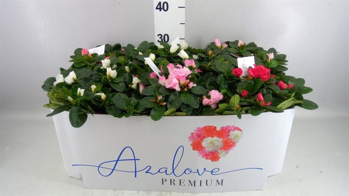 <h4>RHODODENDRON MIX 5</h4>