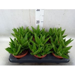 Aloe perfoliata
