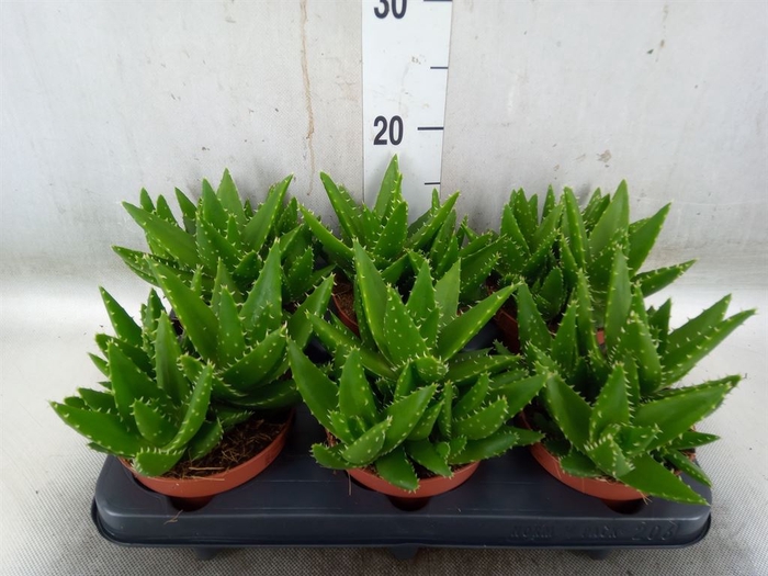 <h4>Aloe perfoliata</h4>
