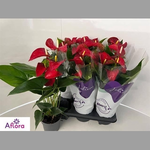 ANTHU AN BAMBINO RED