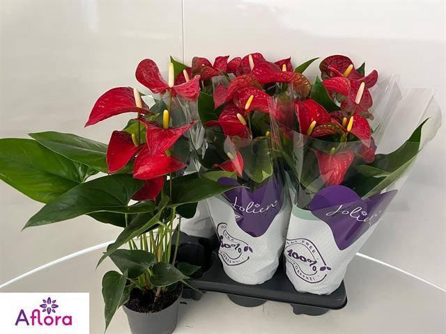 <h4>ANTHU AN BAMBINO RED</h4>