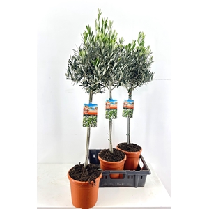 OLEA EUROPAEA