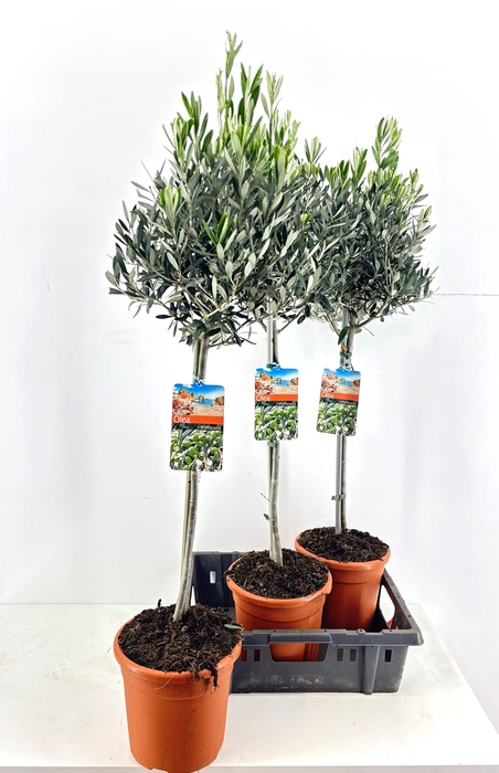 <h4>OLEA EUROPAEA</h4>