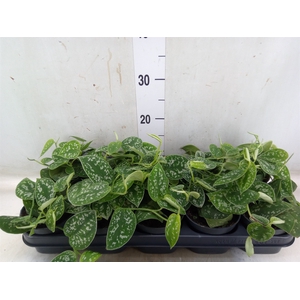 Scindapsus pictus 'Argyraeus'