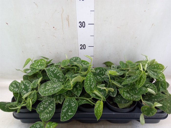 <h4>Scindapsus pictus 'Argyraeus'</h4>