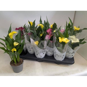 .Zantedeschia gemengd