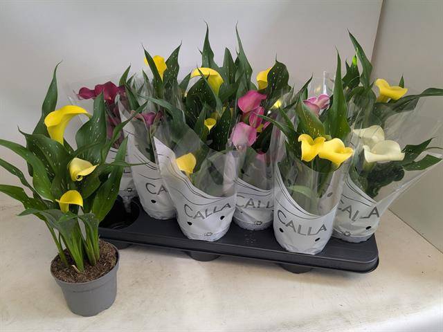 <h4>.Zantedeschia gemengd</h4>