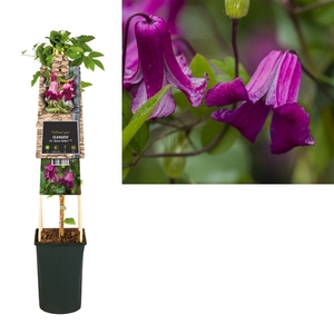 Clematis vit. 'Queen Mother' PBR +3.0 label
