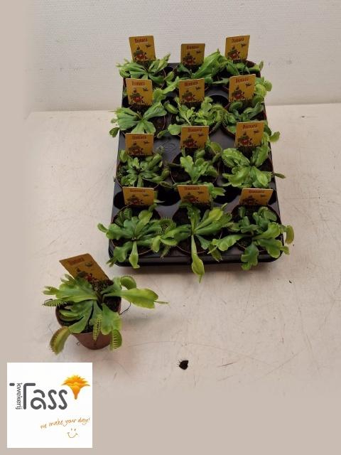 <h4>DIONAEA MUSCIPULA</h4>