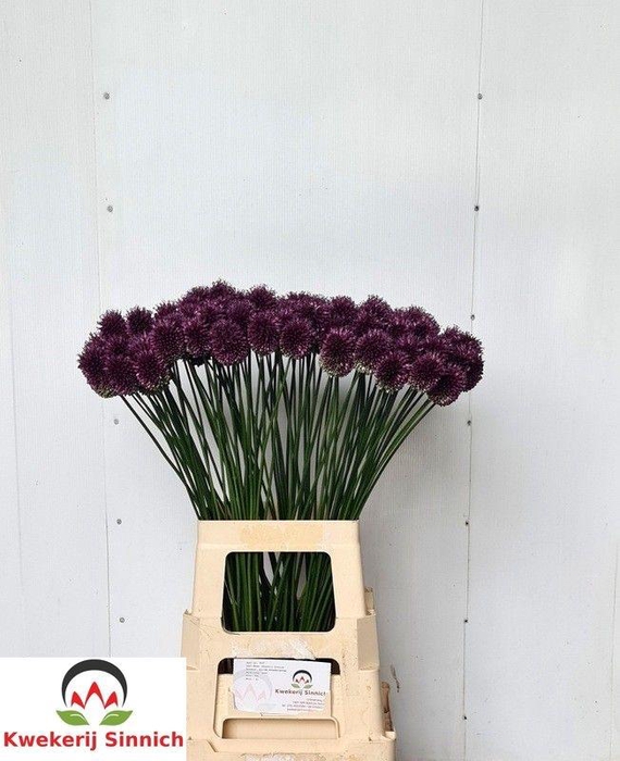 <h4>ALLIUM SPHAEROCEPHAL</h4>