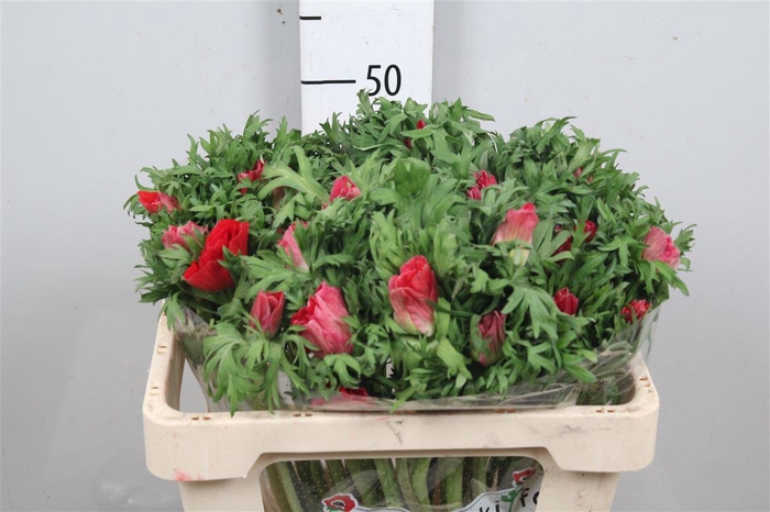 <h4>Anem Co Galil Rood</h4>