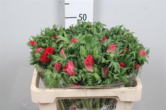 <h4>Anem Co Galil Rood</h4>