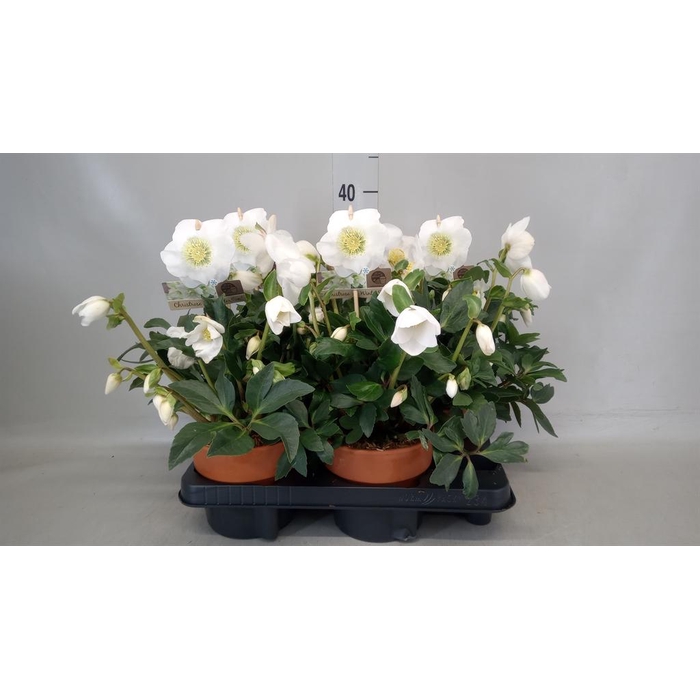 <h4>Helleborus niger 'Wintersun'</h4>