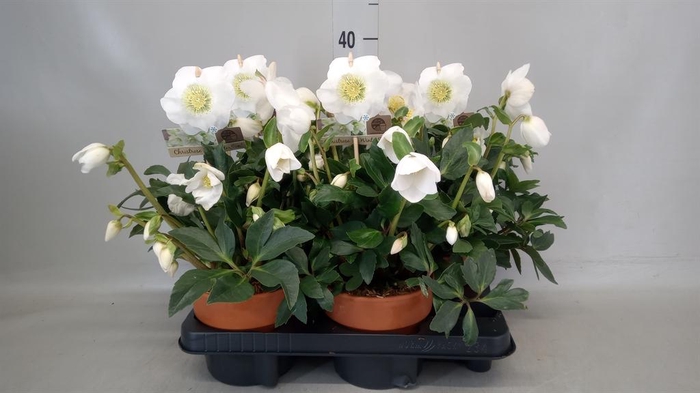 Helleborus niger 'Wintersun'