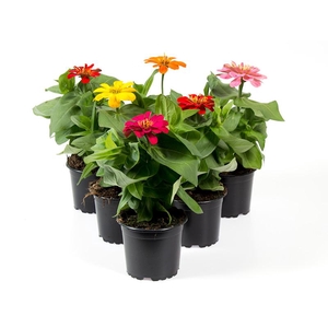 ZINNIA ELEGANS