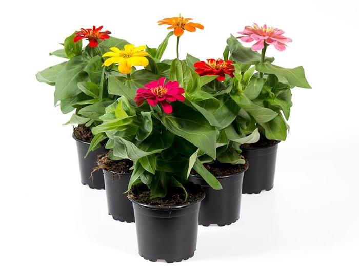 ZINNIA ELEGANS