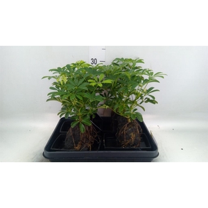 Arr. Kamerplant Groen H%