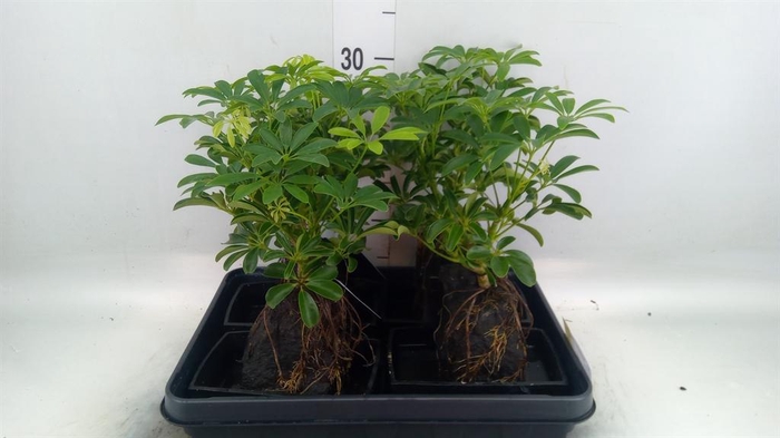 <h4>Arr. Kamerplant Groen H%</h4>